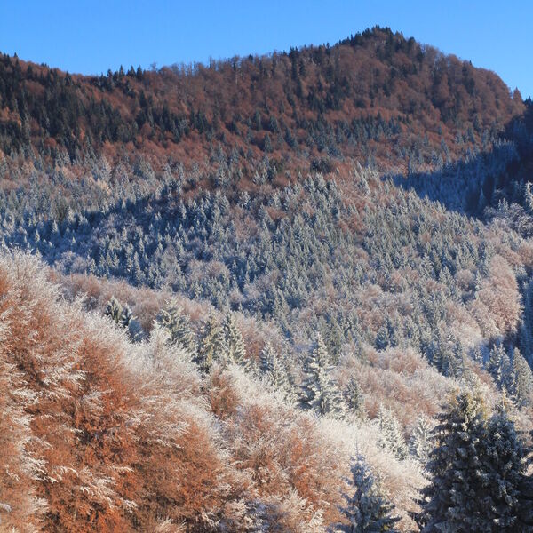 Dobšinské lesy
